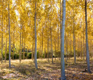 poplar plantation (2).jpeg