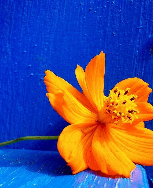 Bright orange flower on a textured blue wooden surface. Contrasting colors create a vibrant and cheerful mood. No text visible.