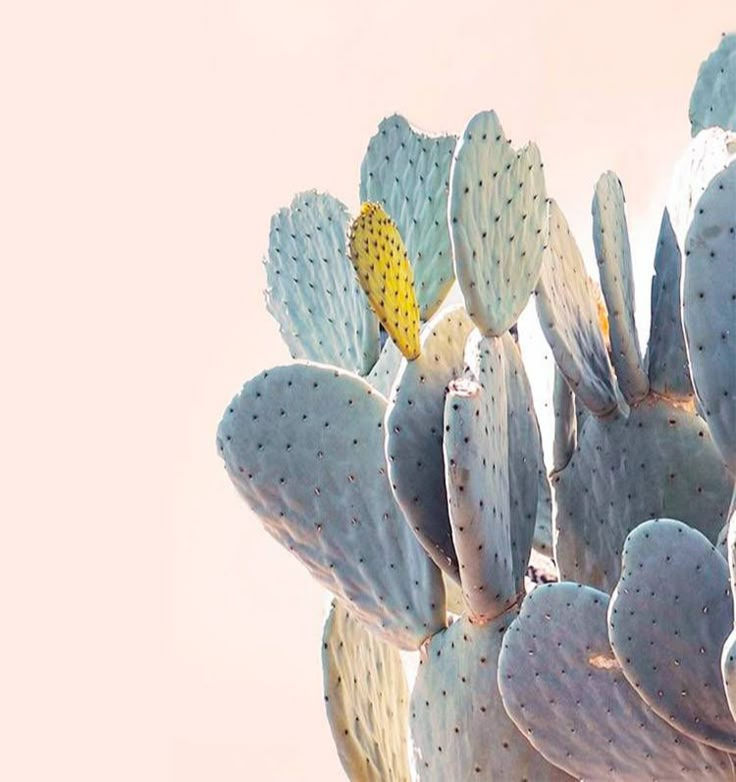 Blue cactus with a single yellow pad against a soft pink background. Spiny texture creates a striking contrast, evoking a serene mood.