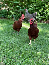 Chickens.jpg