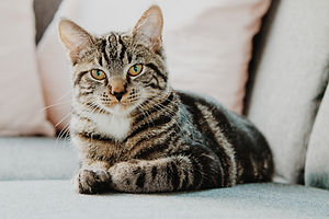 erik-jan-leusink-IbPxGLgJiMI-unsplash.jp