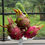 Thumbnail: Magenta & Red Dragon Fruits