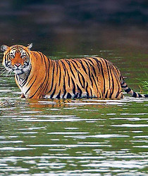 ranthambore.jpg