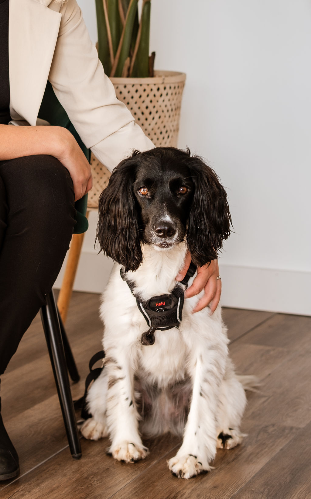 Comportement canin – Spécifique à l’intervenant en zoothérapie