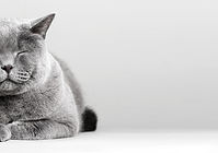 bggreycat_edited.jpg
