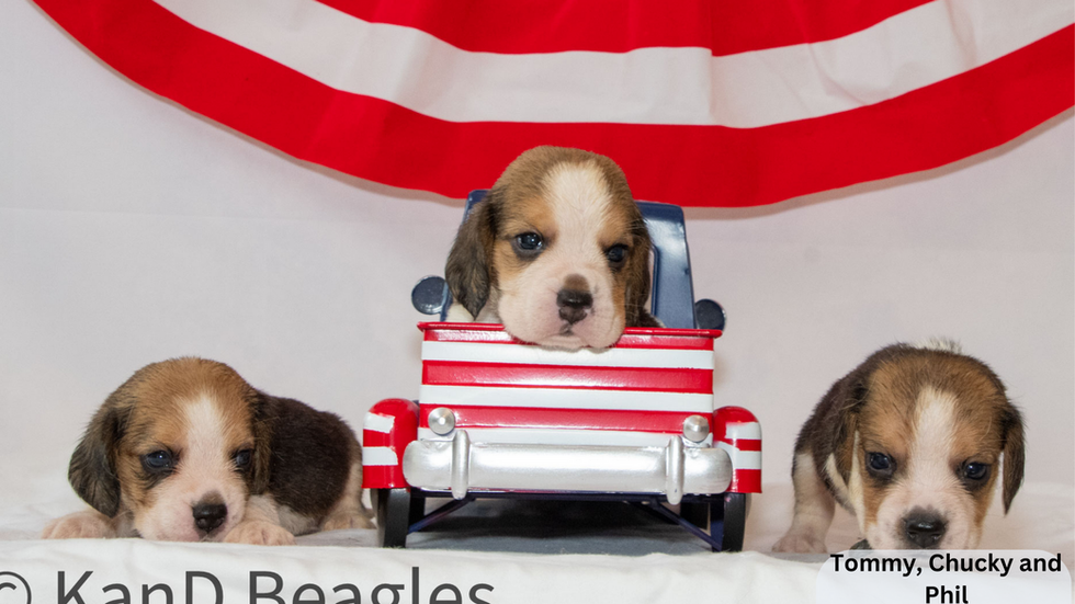 Winter X Nugget Summer 2023