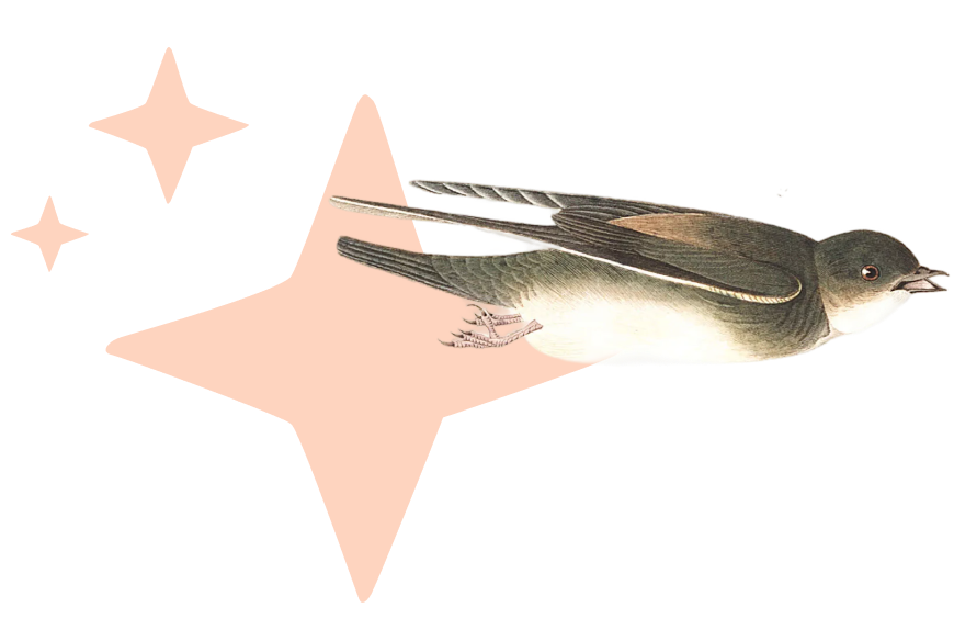 Bird-5.png