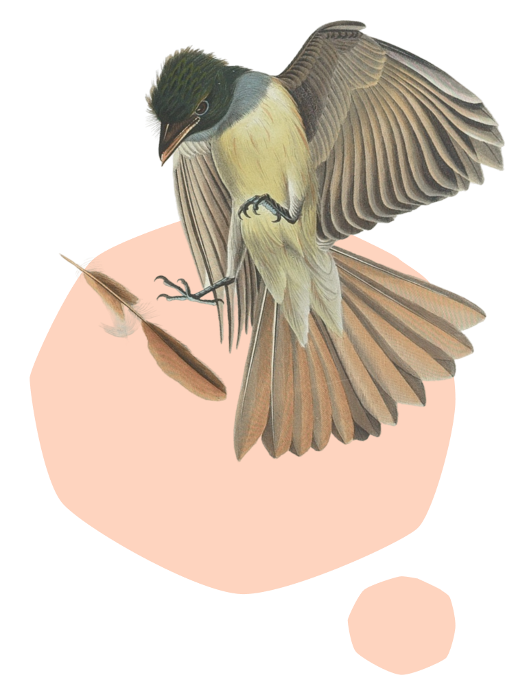 Bird-2.png
