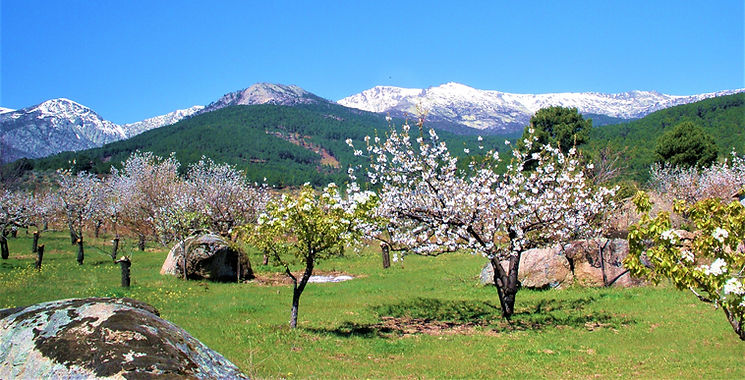 PRIMAVERA_edited.jpg