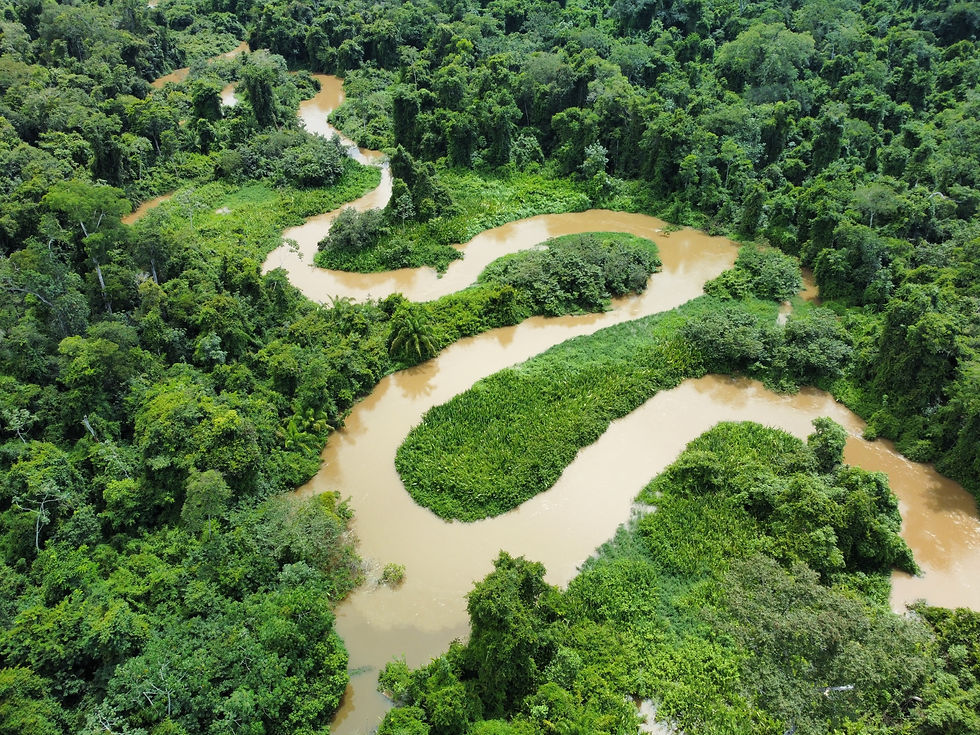 Beautiful river in the middle of the Amazon rainforest.jpg