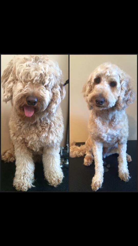 Auntie Shannon's Cage Free Dog Boarding and Dog Grooming