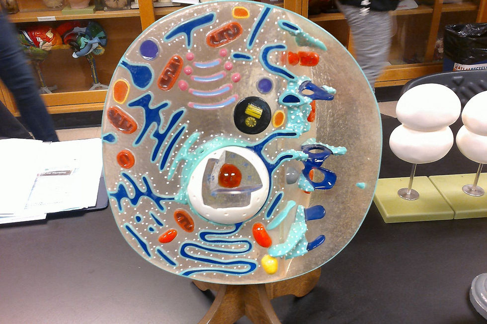 Full Cell Model Main Charts and Models | biology430