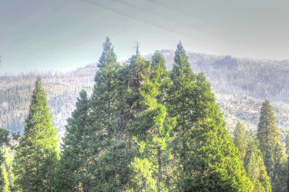 Treetops of live trees with burn on the ridge below