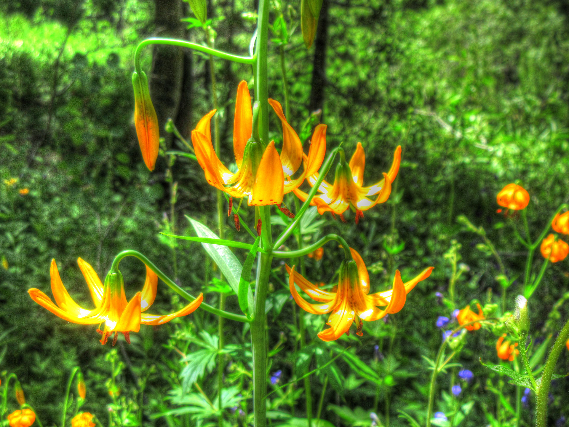 Lilies