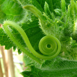 Cucumber curl