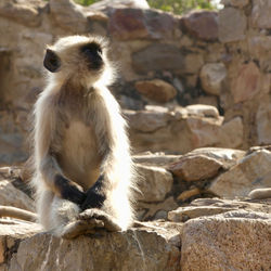 Young Langur, morning light