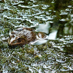 Frog in Lotus pond, India