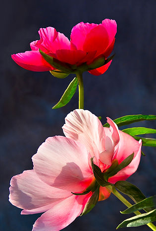 _MDS0022_pivoine.jpg