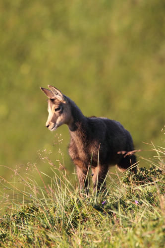 La faune du Massif du Sancy
