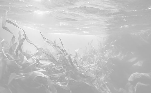 seaweeed_edited_edited_edited.jpg
