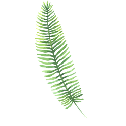 Tropical%20Leaves%203_edited.png