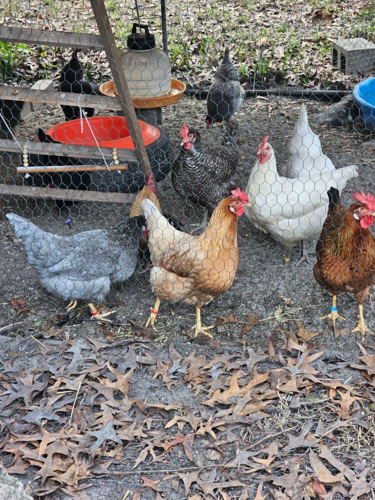 Chickens of various colors behind a wire fence in a wooded area, with bowls of water and food scattered around, surrounded by dry leaves.