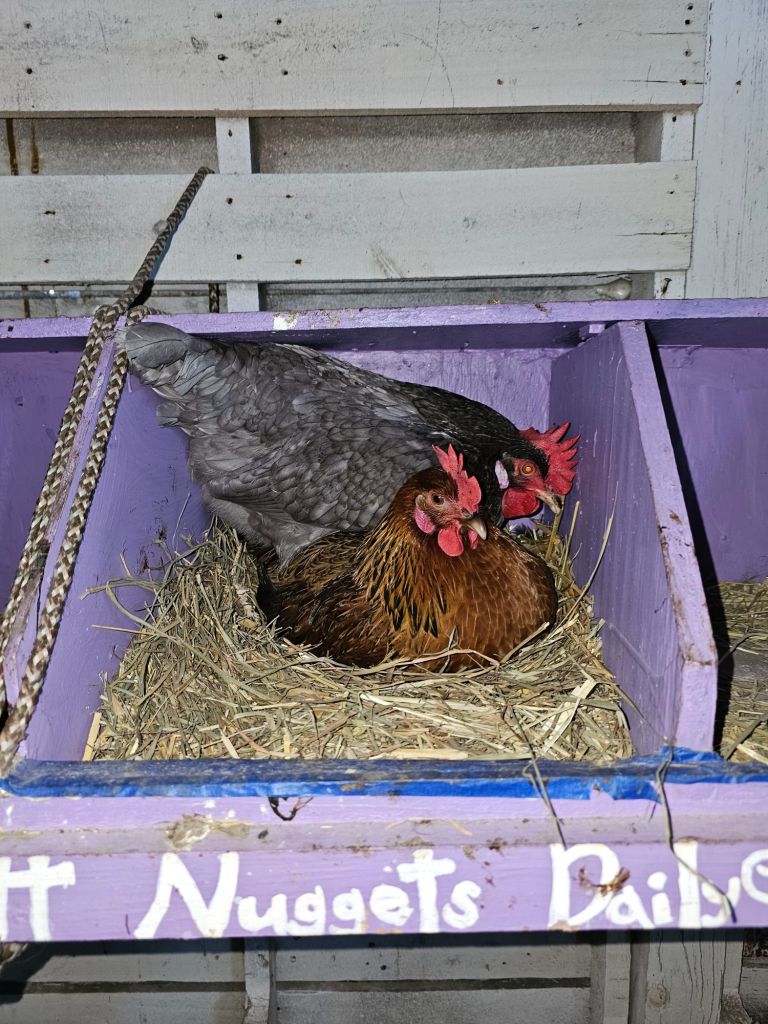 Two hens, one gray and one brown, sit on hay in a purple nesting box with "Nuggets" written on it, against a wooden backdrop.