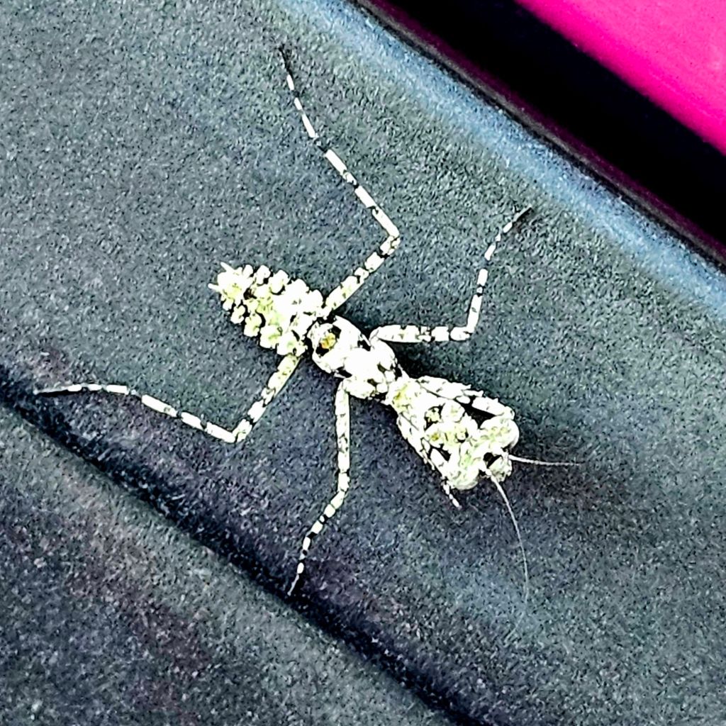 Spiny insect with speckled legs on a black surface. Background features hints of pink. The texture is rough, colors are muted.