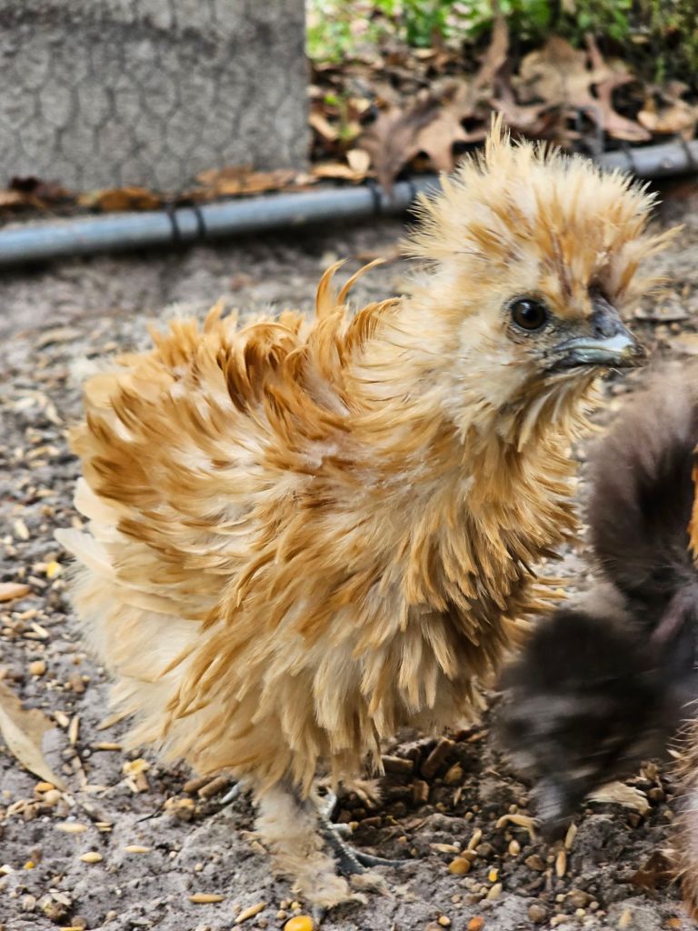 Fluffy beige chicken with ruffled feathers stands on dirt, surrounded by scattered seeds. Brown leaves and wire fence visible in the background.