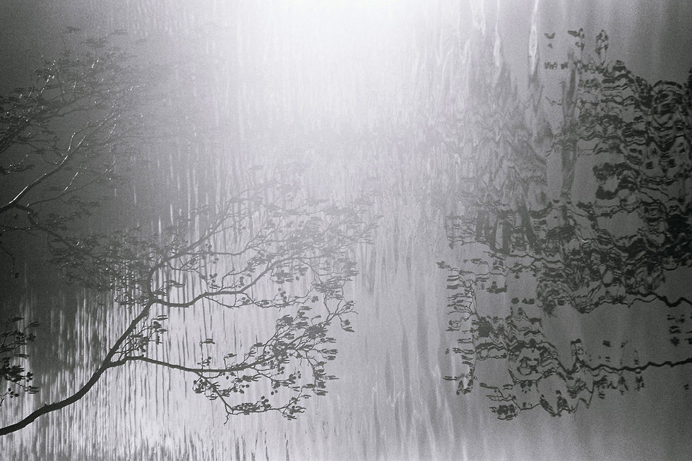Thumbnail: Forest Visions eBook