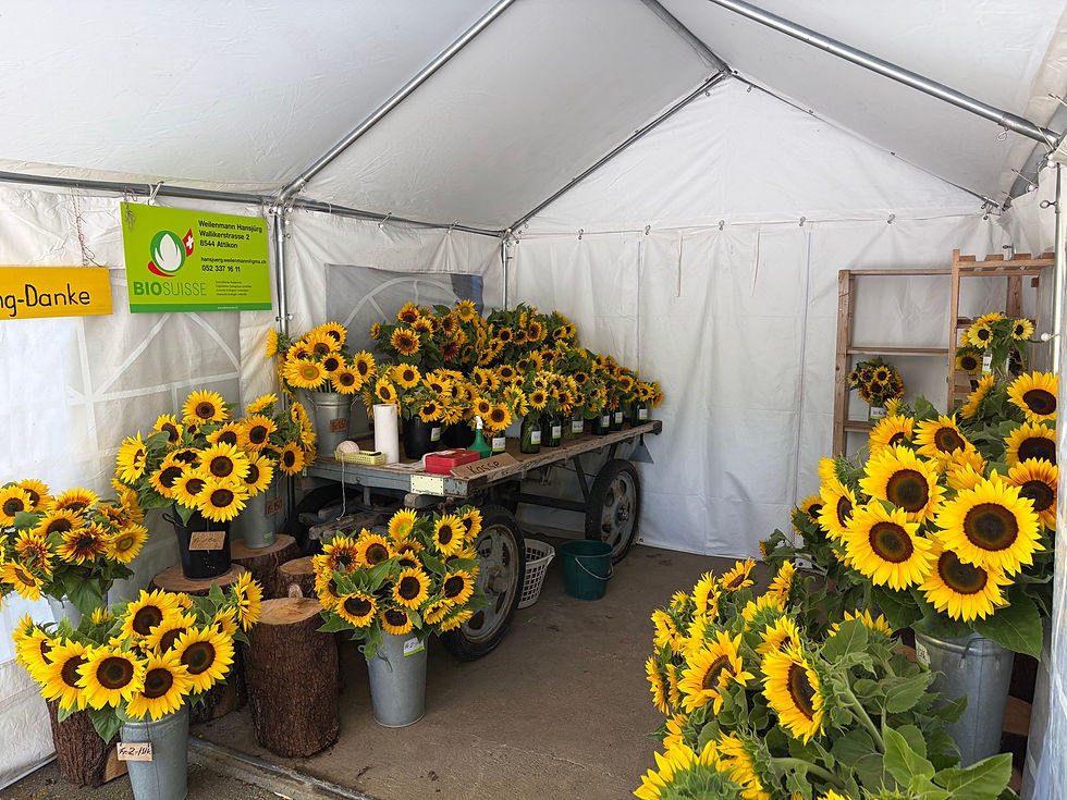 Sonnenblumen sind da! 🌻 2026