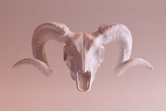 3D Ibex Skull