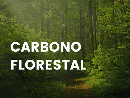 Carbono Florestal