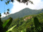 Mata Atlantica: um bioma prioritário para conservação | Floresta & Carbono | C3 Ambiental