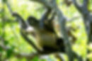 Rincon de la Vieja Guanacaste Nature Tours