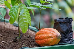 Cacao Monteverde Tour