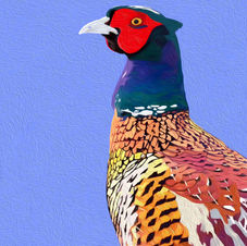 Colorful pheasant with red face