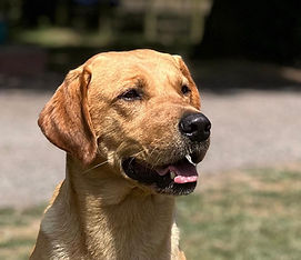 Head study of Cider - Sire of the litter