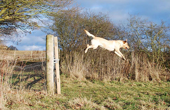 Della being agile jumping a gate