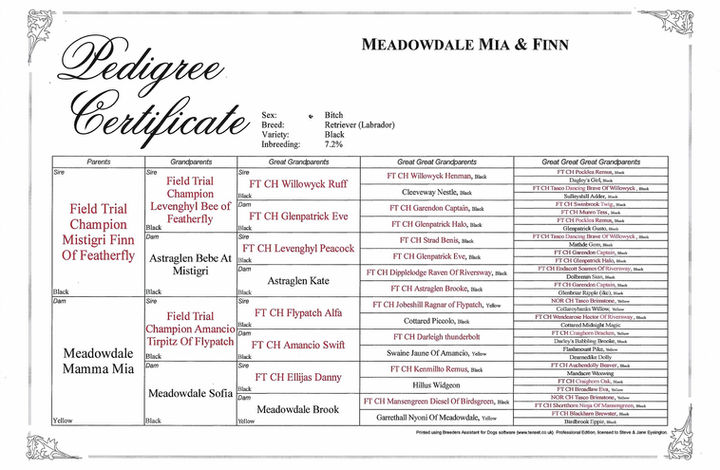 Finn x Mia puppy pedigree - jpeg.jpg