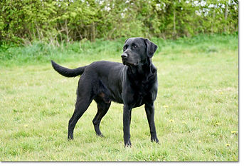 finn-image-3.jpg