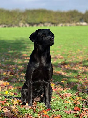 Nessie our working labrador