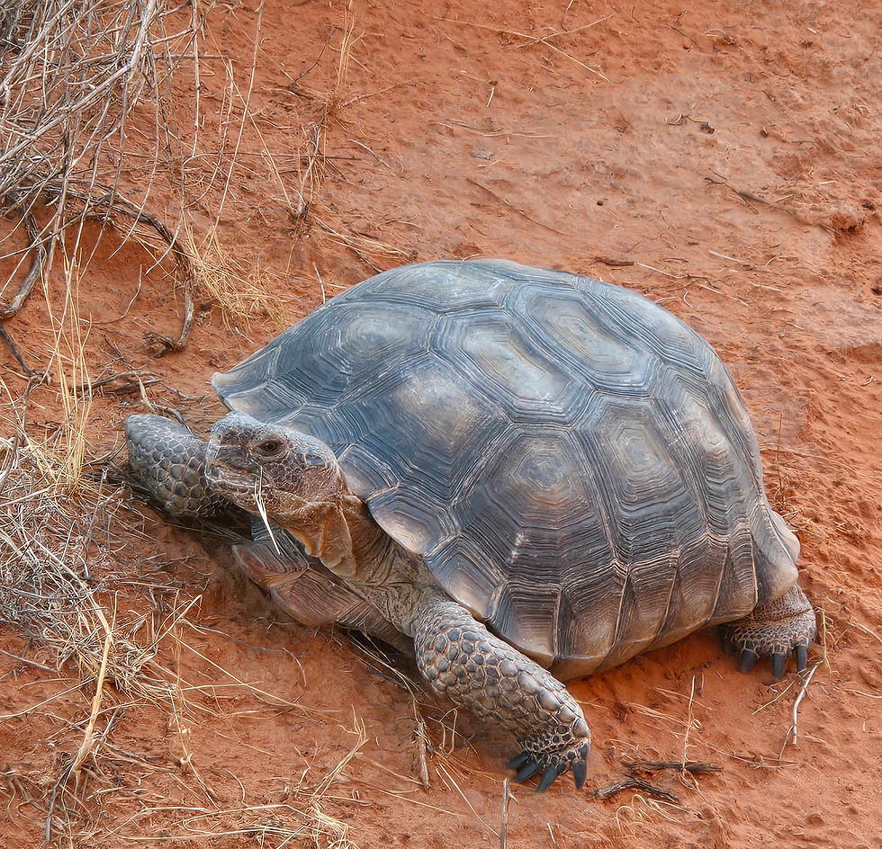 Turtle on the move