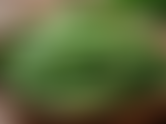 Enhance Your Lifestyle with Holistic Wellness Approaches and Green Bean Wellness