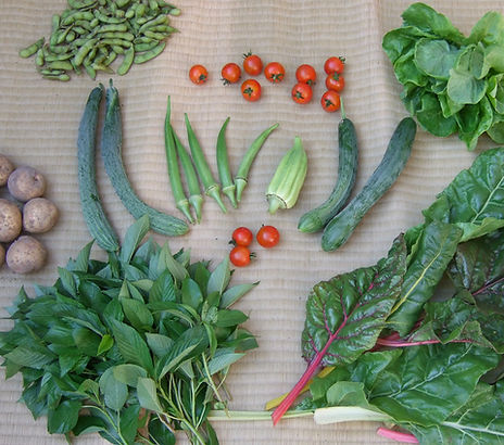 固定種野菜 野菜 無農薬 自然農 バイオダイナミック