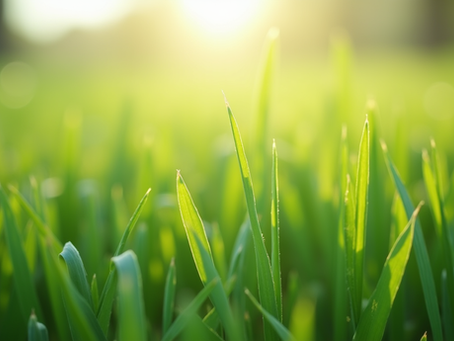 Seasonal Lawn Care Essentials for a Healthy Lawn