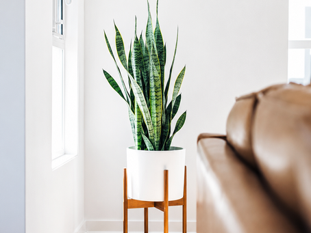 From High Desert to Humid Tropics: Houseplants That Thrive in Any Apartment Climate
