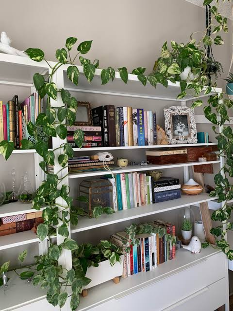 The Trailing Pothos Vine