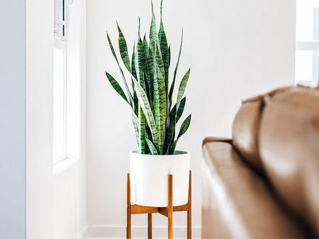From High Desert to Humid Tropics: Houseplants That Thrive in Any Apartment Climate
