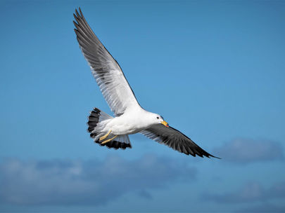 Libre